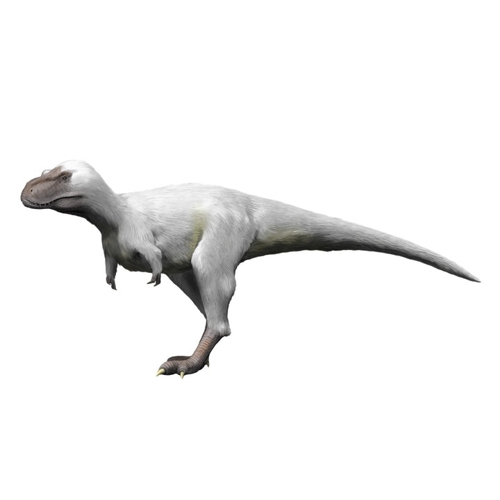 Nanuqsaurus is a theropod from the Late Cretaceous period Poster Print Image 2