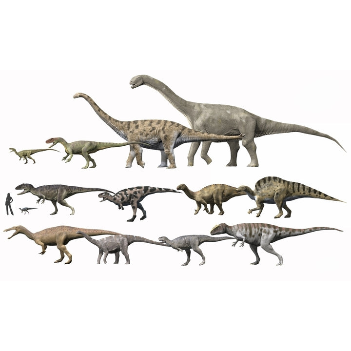 Prehistoric era dinosaurs of Niger drawn to scale Poster Print Image 2