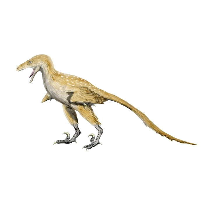 Bambiraptor dinosaur Poster Print Image 1