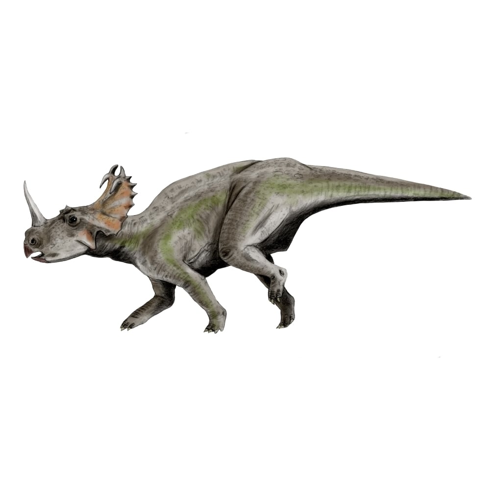 Centrosaurus dinosaur Poster Print Image 1