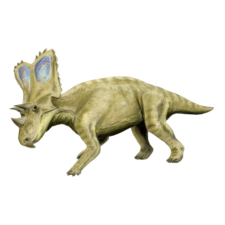 Chasmosaurus dinosaur Poster Print Image 2