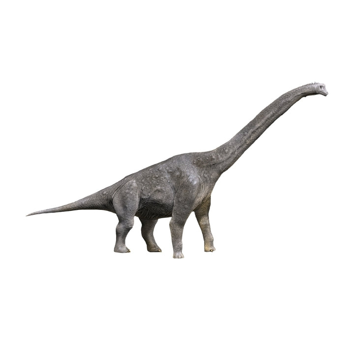 Giraffatitan dinosaur Poster Print Image 1