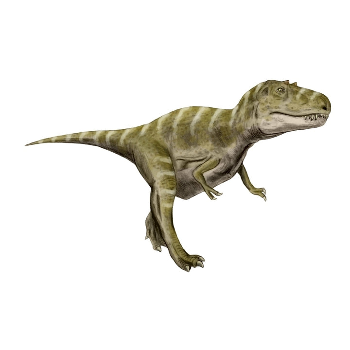 Gorgosaurus dinosaur Poster Print Image 2