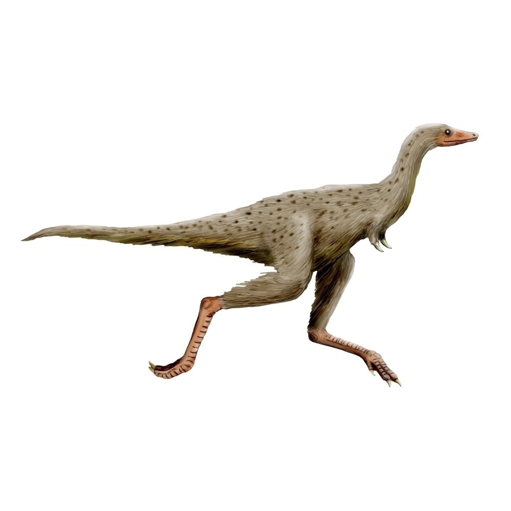 Linhenykus dinosaur Poster Print Image 1