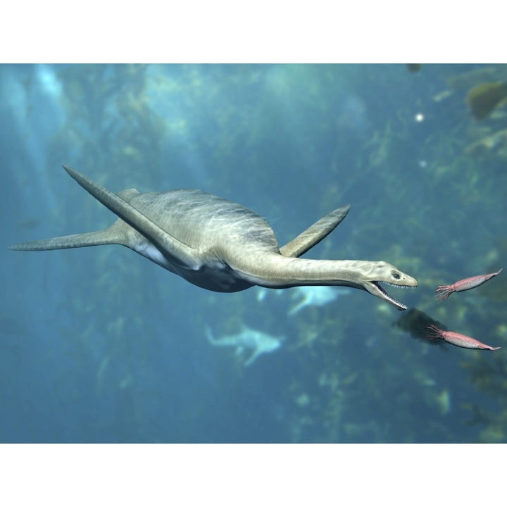 Kaiwhekea plesiosaur feeding on a pair of squid-like cephalopods. Poster Print by Nobumichi Tamura/Stocktrek Images Image 2