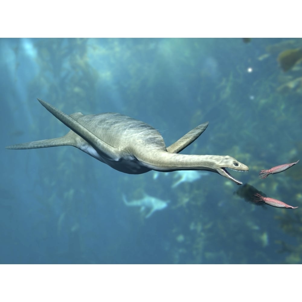 Kaiwhekea plesiosaur feeding on a pair of squid-like cephalopods. Poster Print by Nobumichi Tamura/Stocktrek Images Image 1