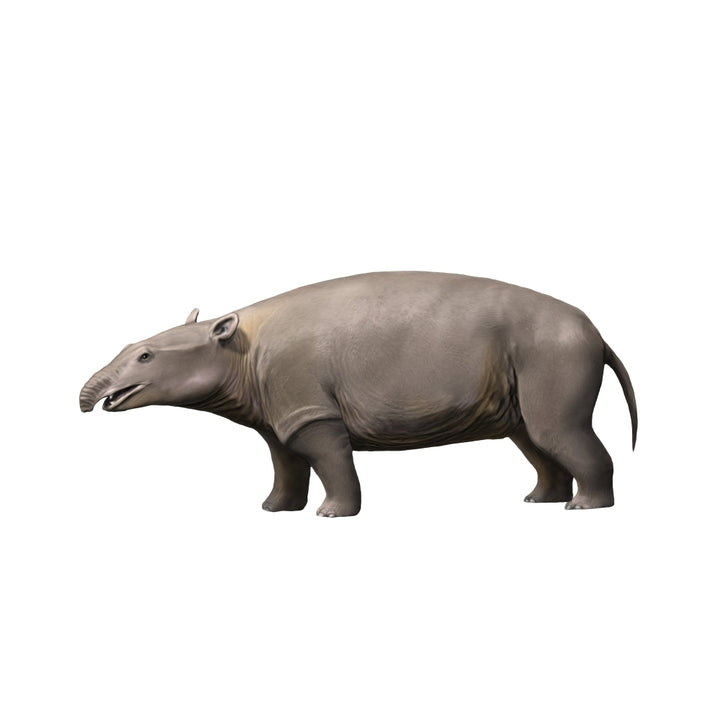 Moeritherium is a proboscidian from the Eocene epoch. Poster Print by Nobumichi Tamura/Stocktrek Images Image 2