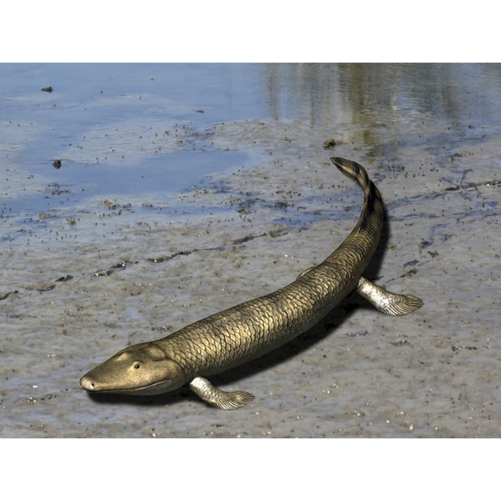 Tiktaalik is an extinct lobe-finned fish from the Late Devonian of Canada. Poster Print by Nobumichi Tamura/Stocktrek Im Image 1