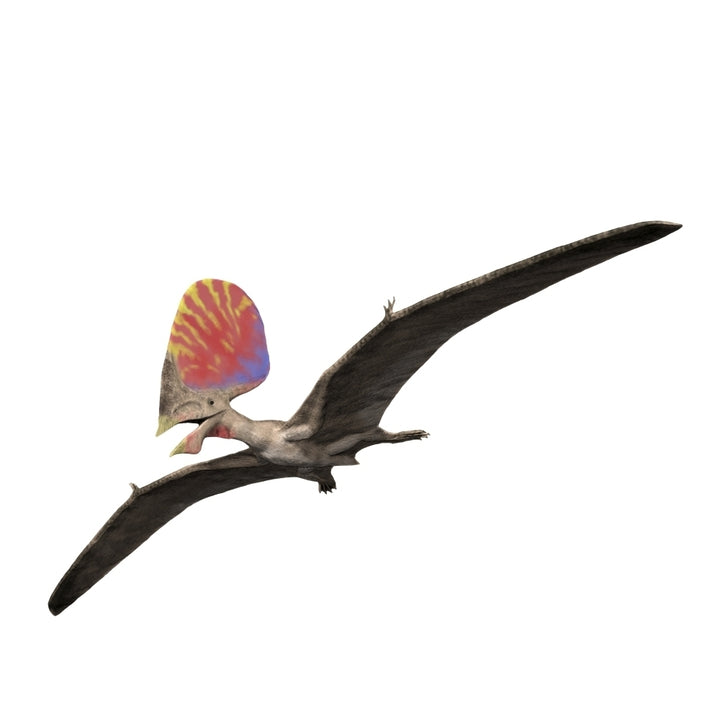 Tupandactylus is a pterosaur from the Early Cretaceous period. Poster Print by Nobumichi Tamura/Stocktrek Images Image 1