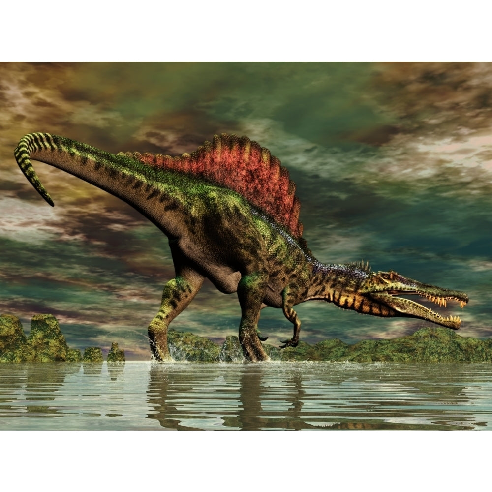 Spinosaurus was a large theropod dinosaur from the Cretaceous period Poster Print Image 2