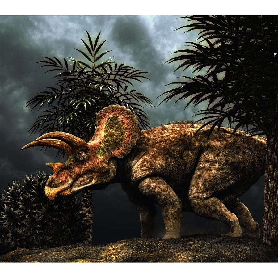 Triceratops was a herbivorous dinosaur from the Cretaceous period Poster Print Image 1