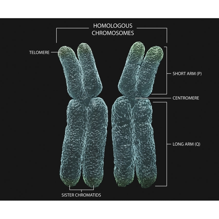 Homologous chromosomes with annotations Poster Print by Photon Illustration/Stocktrek Images Image 1