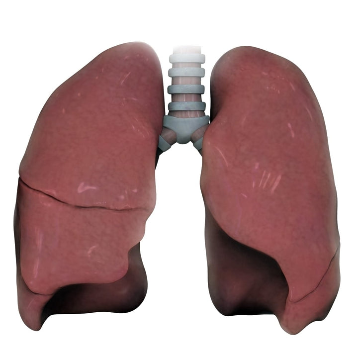 3D model of right and left human lung Poster Print by Photon Illustration/Stocktrek Images Image 2