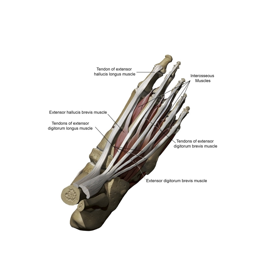 3D model of the foot depicting the dorsal superficial muscles and bone structure Poster Print by Photon Illustration/Sto Image 1