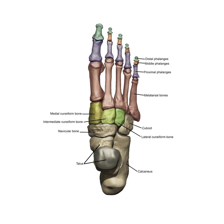 3D model of the foot depicting the dorsal bone structures with annoations Poster Print by Photon Illustration/Stocktrek Image 1