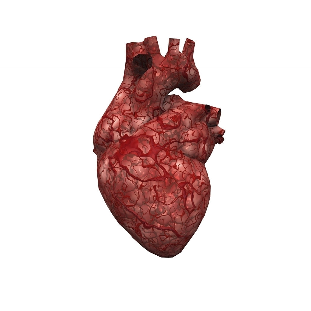 Human Heart Poster Print by Bruce Rolff/Stocktrek Images Image 1