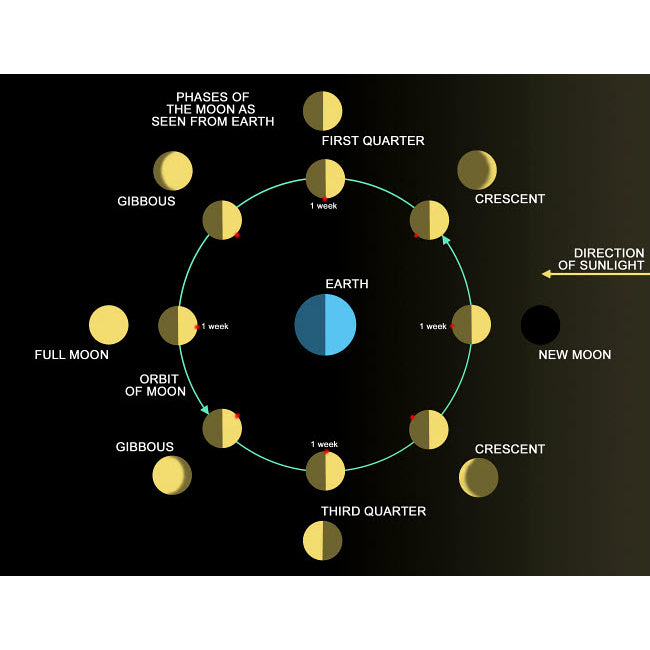 A diagram showing the phases of the Earths moon Poster Print by Ron Miller/Stocktrek Images Image 2