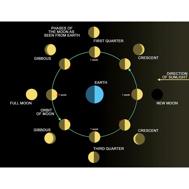 A diagram showing the phases of the Earths moon Poster Print by Ron Miller/Stocktrek Images Image 1