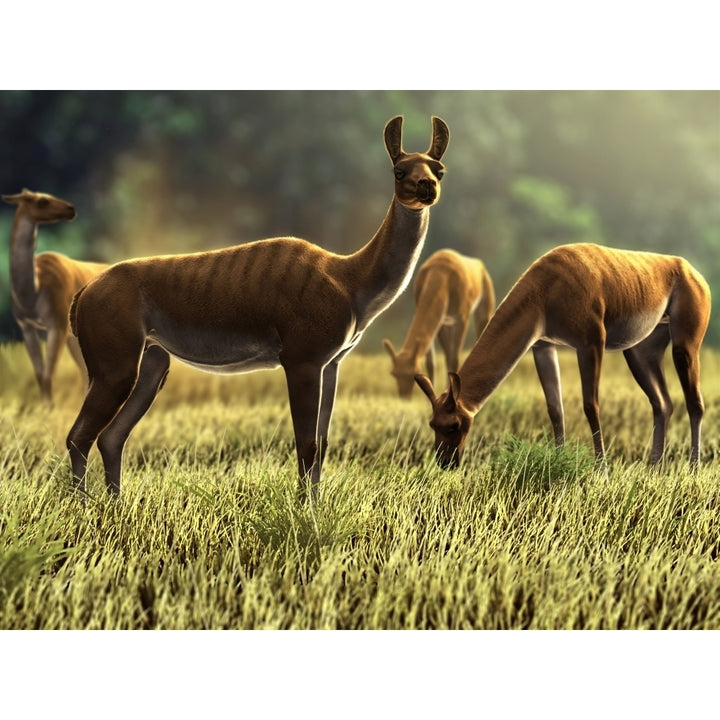 Palaeolama niedae an extinct South American genus of llama camelid Poster Print Image 1