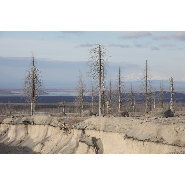 Dead trees beside erosion gulley revealing pyroclastic flow deposits Poster Print Image 2