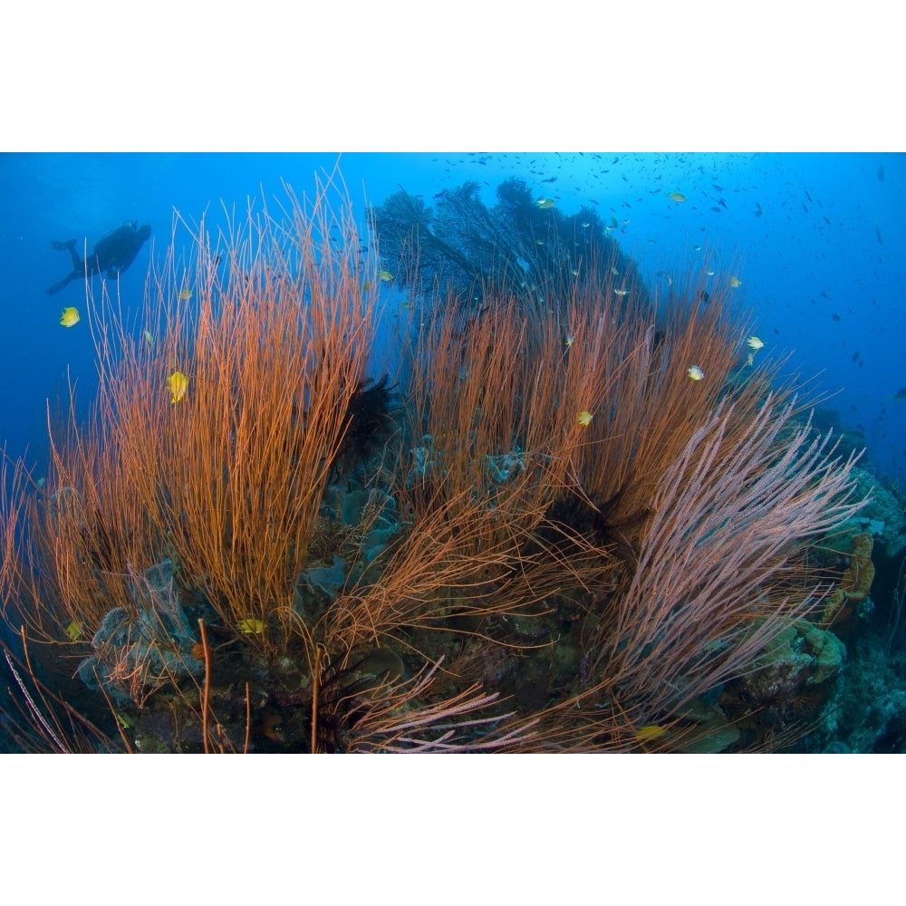 Red whip coral sea fan with diver Papua Guinea Poster Print Image 2