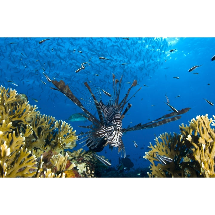 Lionfish foraging amongst corals and reef fish Papua Guinea Poster Print Image 2