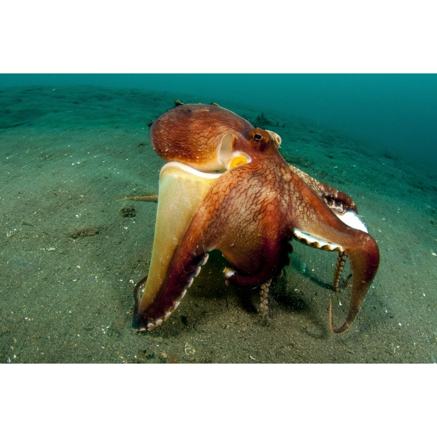 A Coconut Octopus  Lembeh Strait  Sulawesi  Indonesia Poster Print Image 1