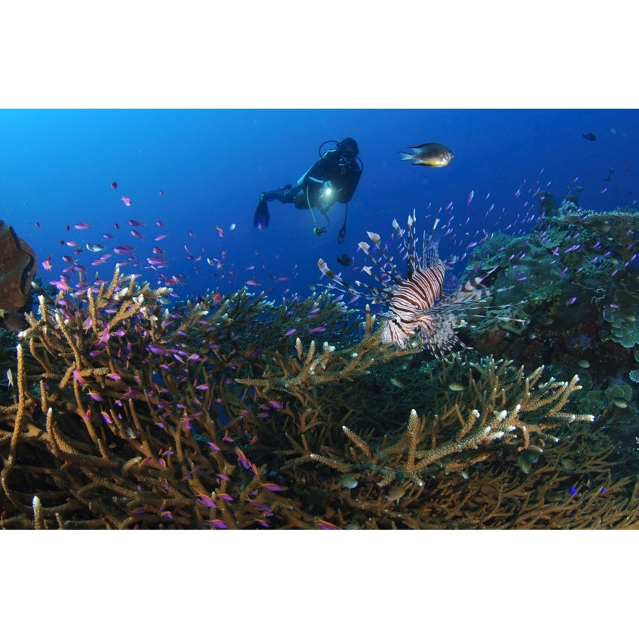 A diver looks on at a lionfish hovering above staghorn coral Indonesia Poster Print Image 1