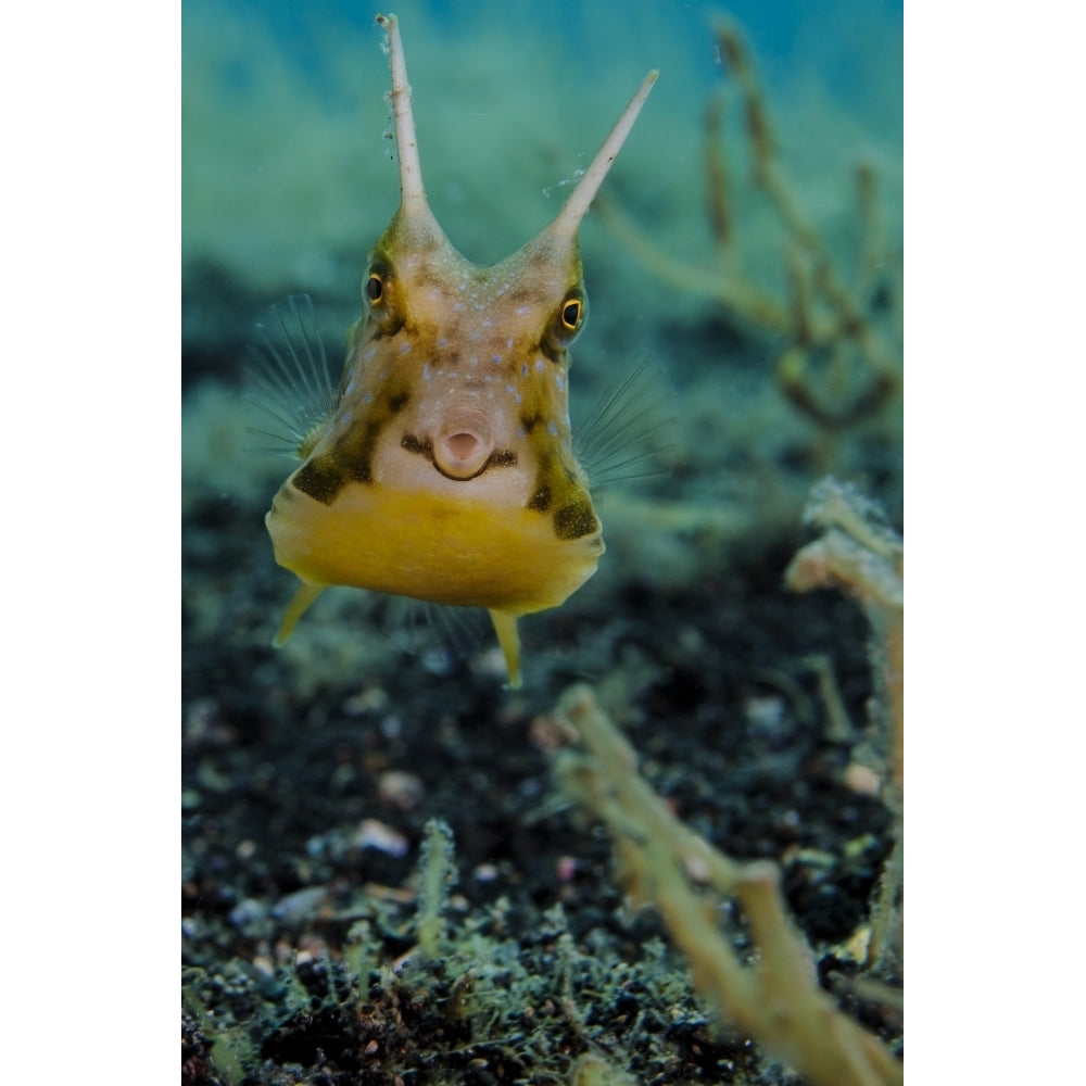 Longhorn cowfish Lembeh Strait Indonesia Poster Print Image 1