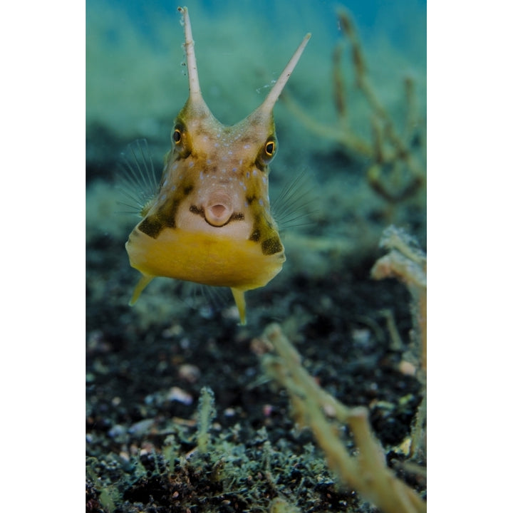 Longhorn cowfish Lembeh Strait Indonesia Poster Print Image 2