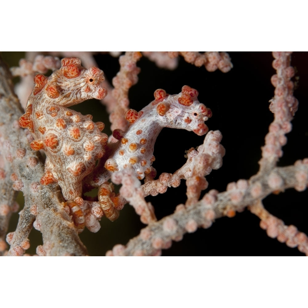 A pair of Pygmy seahorse on sea fan Lembeh Strait Indonesia Poster Print Image 1