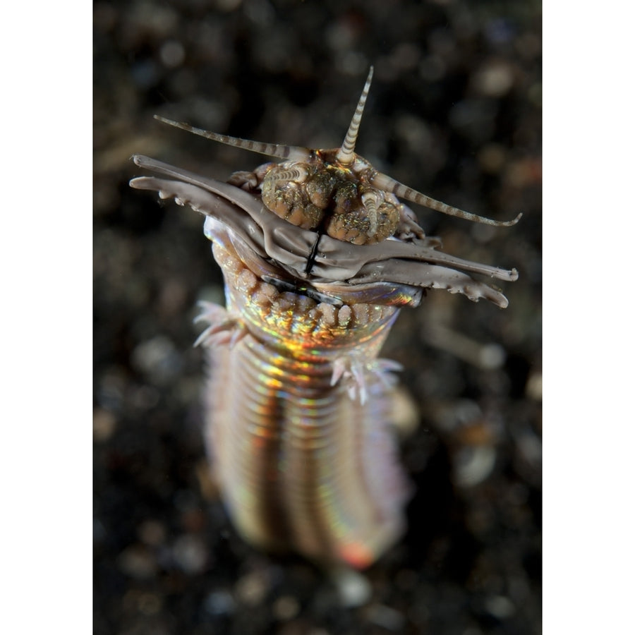 Facial and body view of the predatory Bobbit worm Indonesia Poster Print Image 1