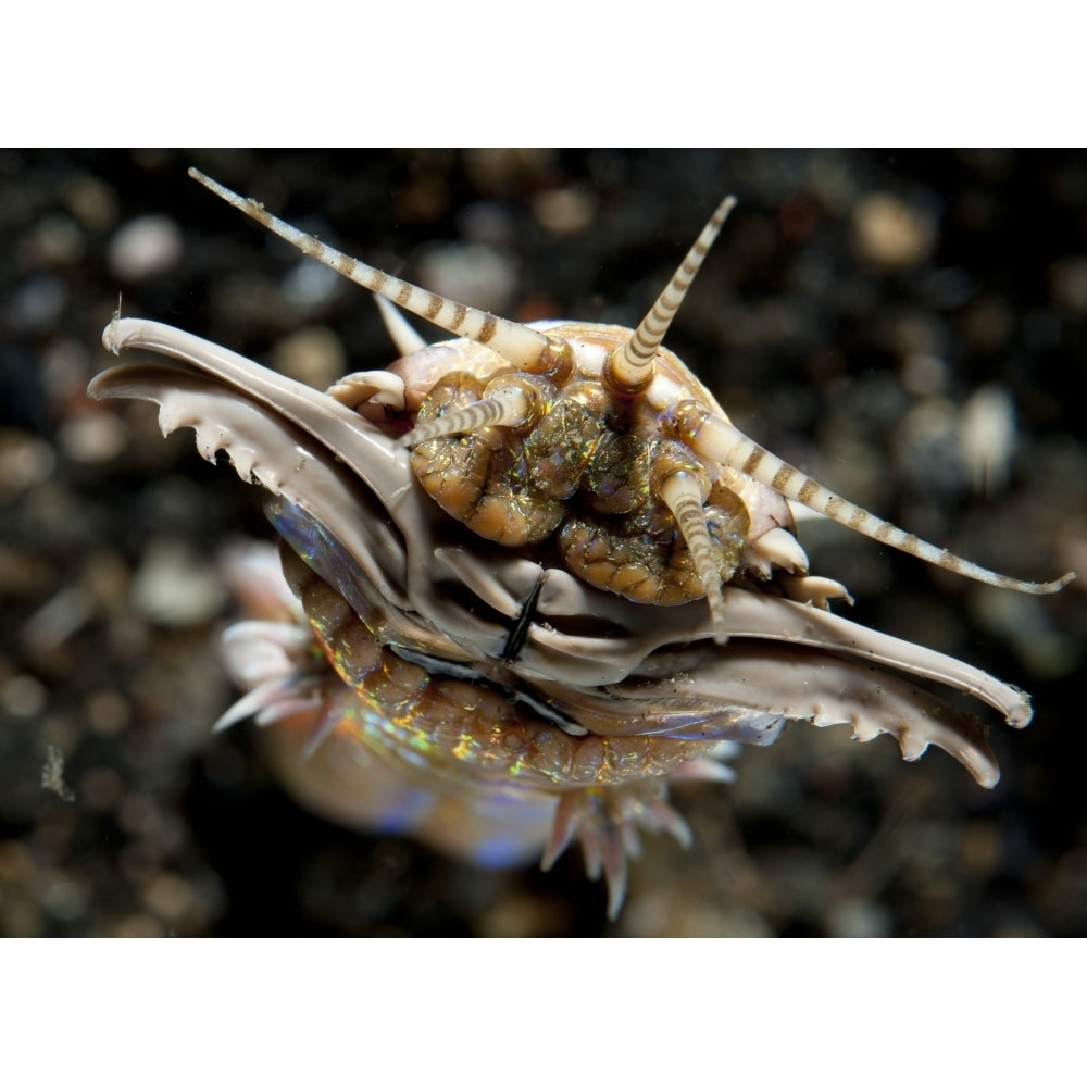 Facial view of the predatory Bobbit worm Lembeh Strait Indonesia Poster Print Image 2