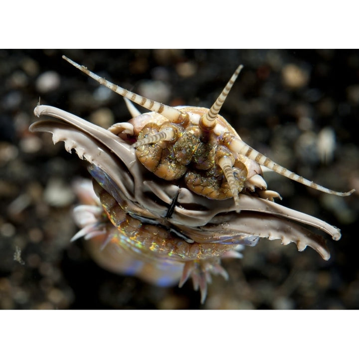 Facial view of the predatory Bobbit worm Lembeh Strait Indonesia Poster Print Image 1