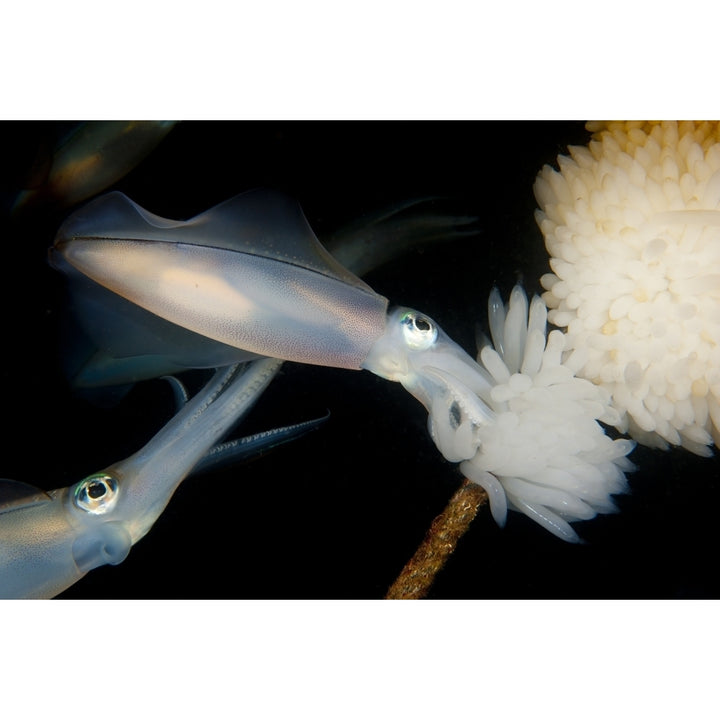 Bigfin reef squid tending eggs along a buoy line Lembeh Strait Indonesia Poster Print Image 1