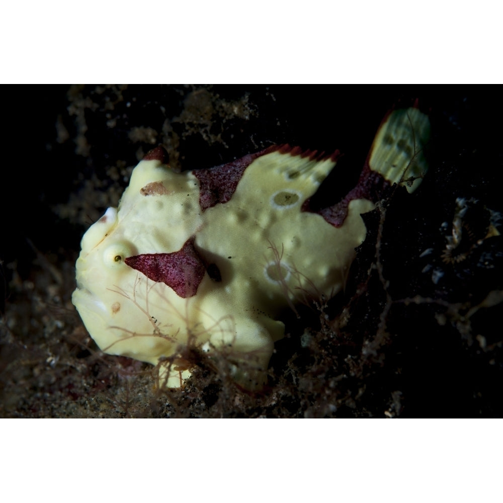 Painted frogfish cream phase Sulawesi Indonesia Poster Print Image 1