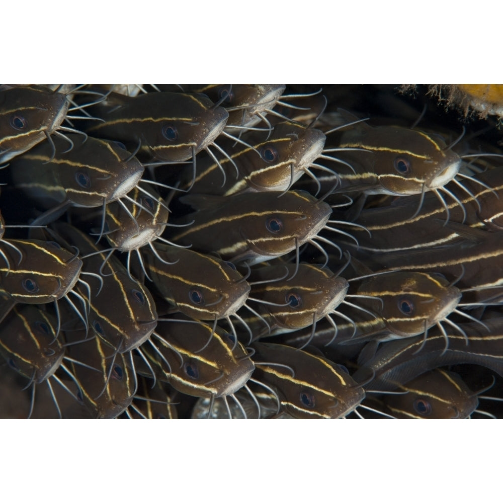 Schooling striped catfish Tulamben Bali Indonesia Poster Print Image 1