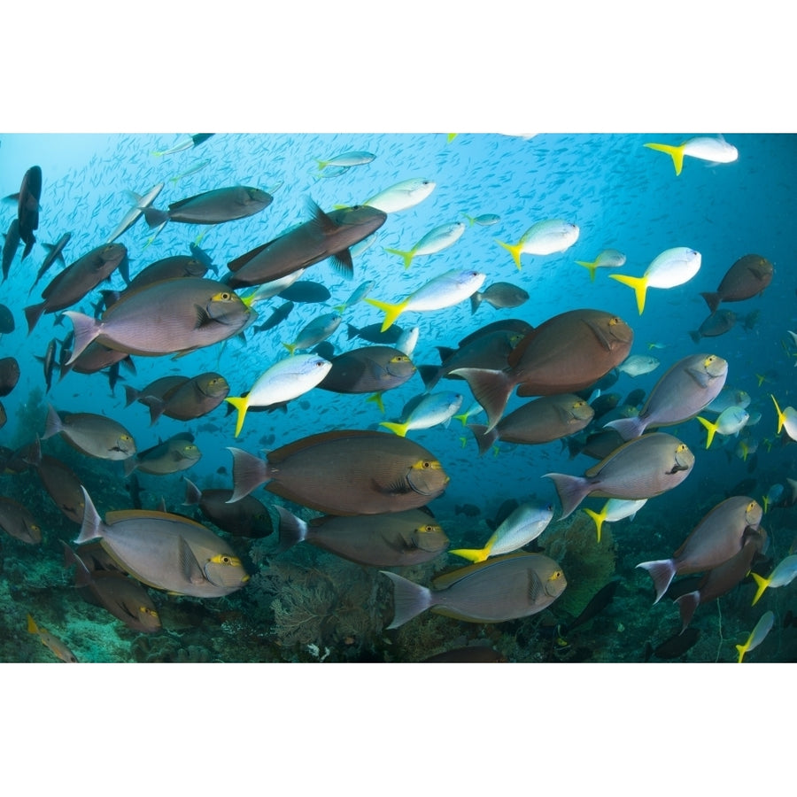 Schooling yellowmask surgeonfish with blue and yellow fusilier fish Poster Print Image 1