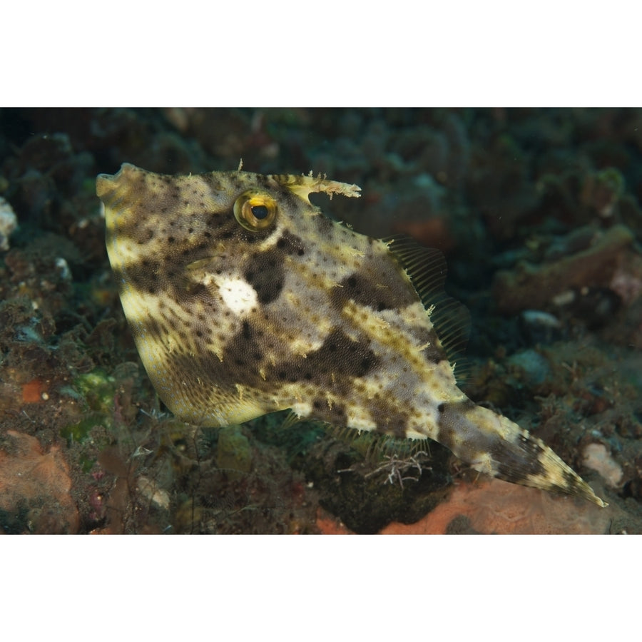 Strap-weed filefish Tulamben Bali Indonesia Poster Print Image 1