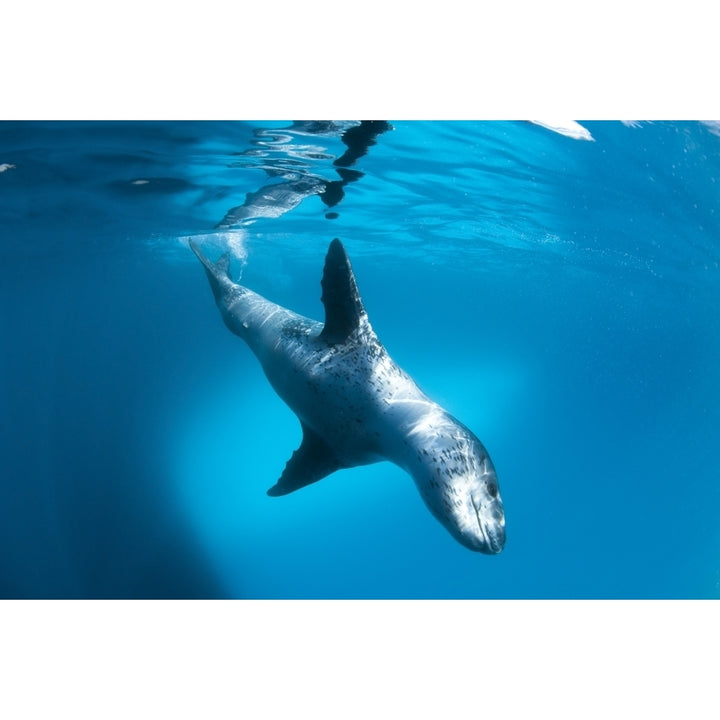 Full body view of a leopard seal Astrolabe Island Antarctica Poster Print Image 1