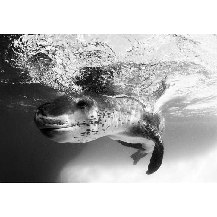 Facial view of a leopard seal Astrolabe Island Antarctica Poster Print Image 1