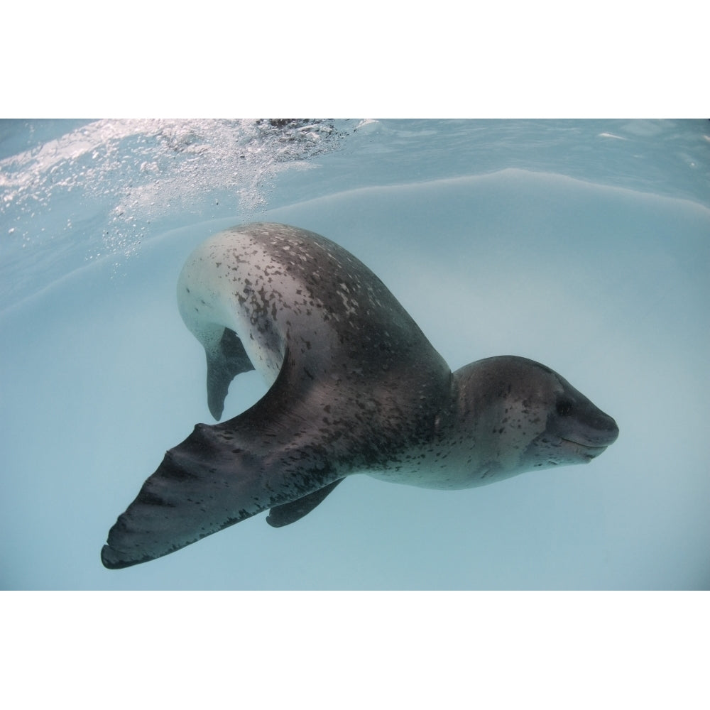 Leopard seal Astrolabe Island Antarctica Poster Print Image 2