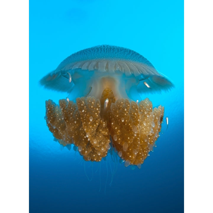 Rhizostome Jellyfish Tulamben Bali Indonesia Poster Print Image 2