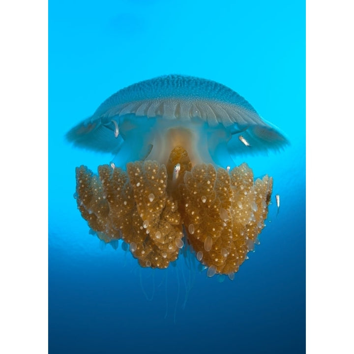 Rhizostome Jellyfish Tulamben Bali Indonesia Poster Print Image 1