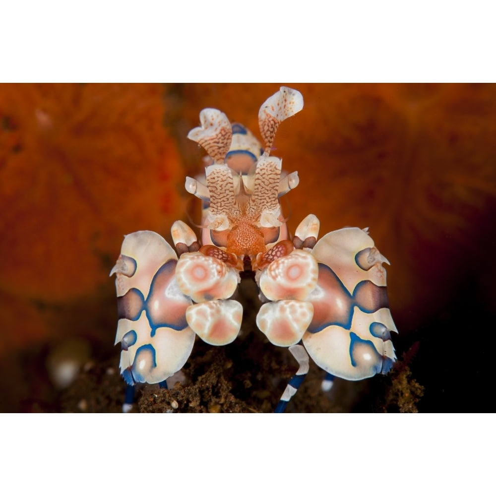 Harlequin shrimp Tulamben Bali Indonesia Poster Print Image 1