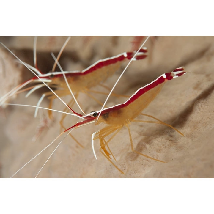 A pair of white striped cleaner shrimp Bali Indonesia Poster Print Image 1