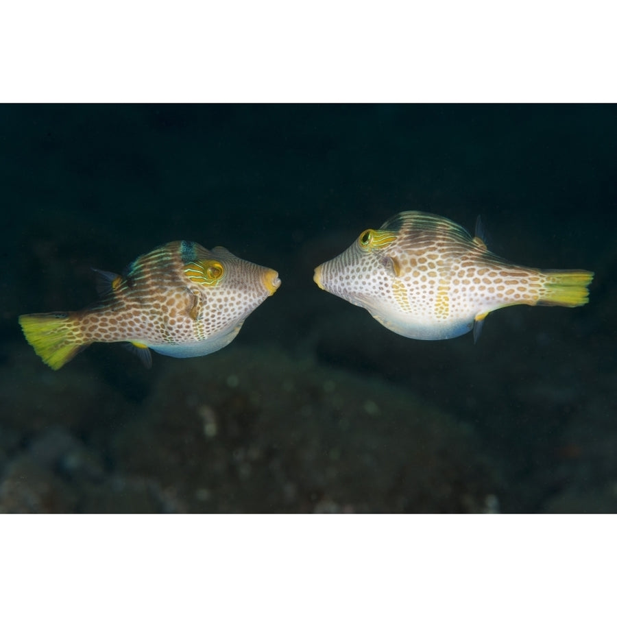 Valentinnis sharpnose puffer face to face in territorial behavior  Bali Poster Print Image 1