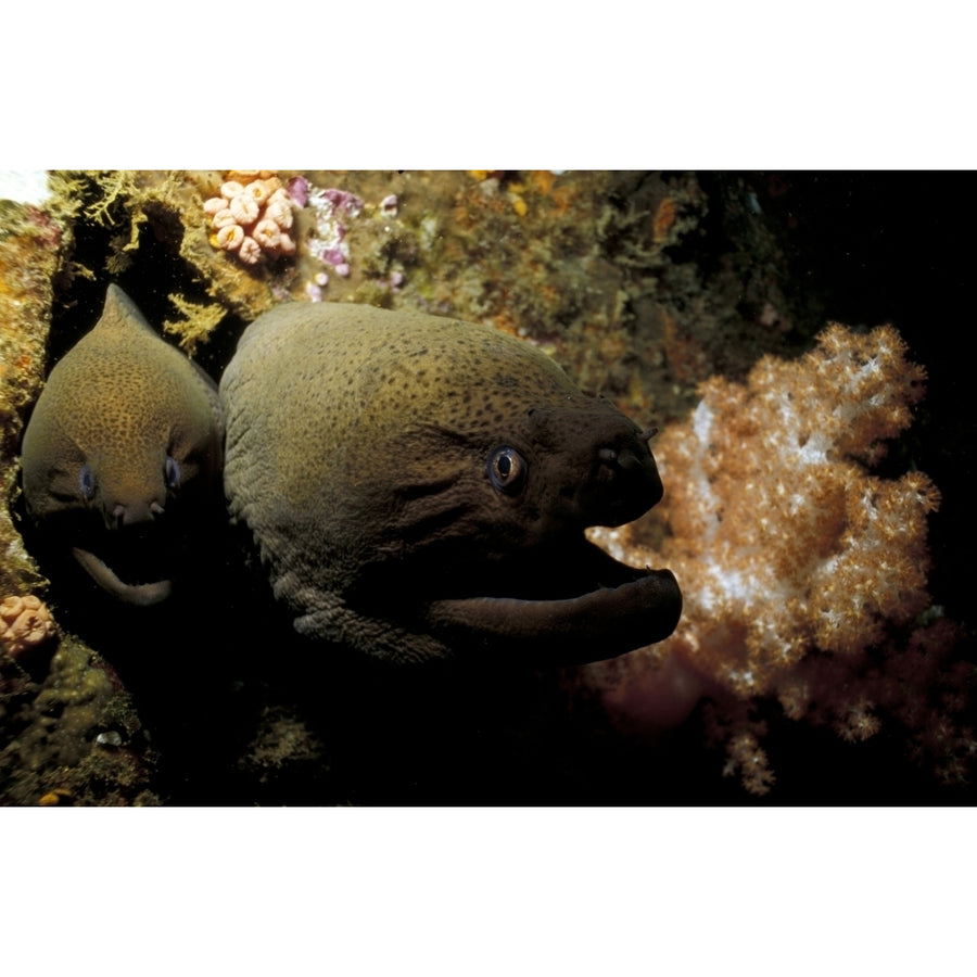 Pair of giant moray eels South Ari Atoll Maldives. Poster Print by Steve Jones/Stocktrek Images Image 1