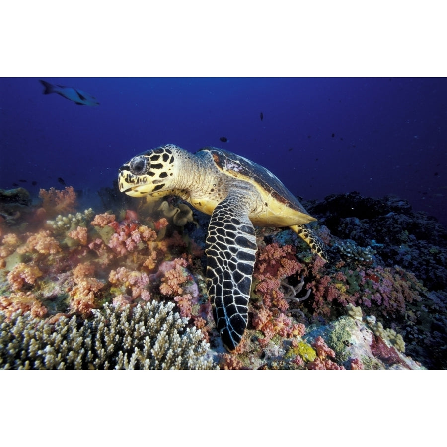 Hawksbill sea turtle feeding on soft coral Maldives. Poster Print by Steve Jones/Stocktrek Images Image 1