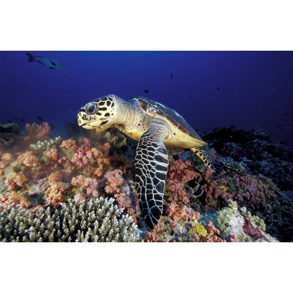 Hawksbill sea turtle feeding on soft coral Maldives. Poster Print by Steve Jones/Stocktrek Images Image 2